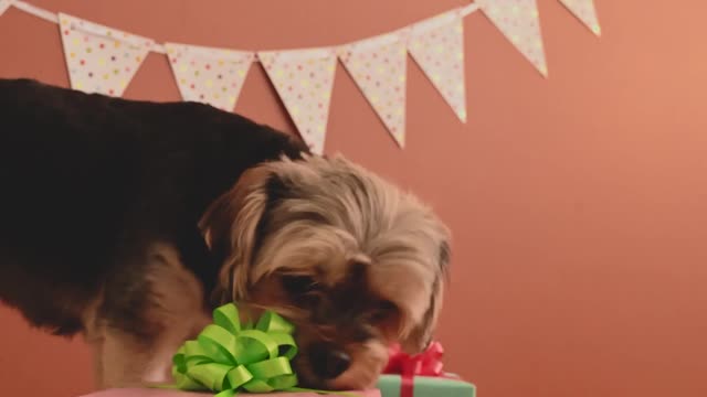 curious-small-dogs-sniffing-gift-boxes