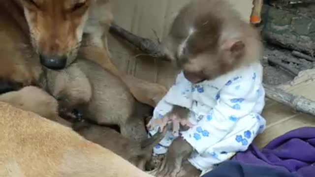 funny , cute dog and monkey- 2021