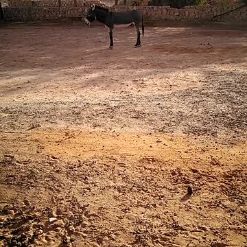 Un chat avec un serp