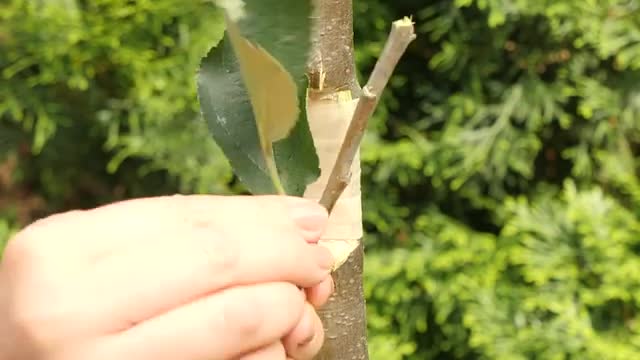 Unusual rose propagation technique and more gardening ideas!