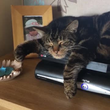 Gato se cae de la mesa debido a un intenso sueño
