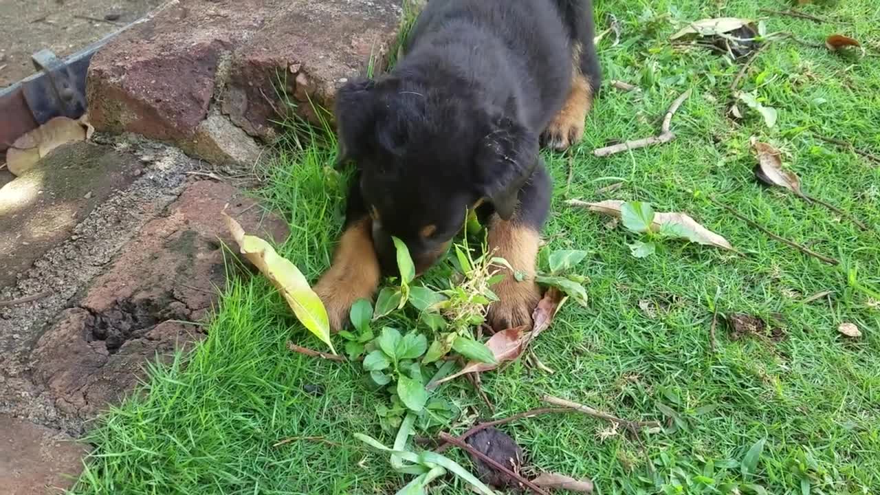 Rottweiler Puppy "Lion" Meets My Great Dane