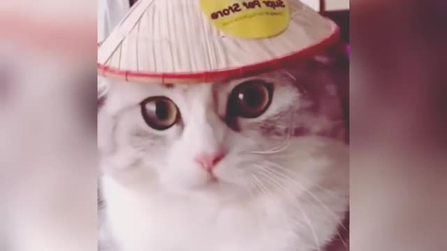 The funniest animal / fun with cats /dogs completion