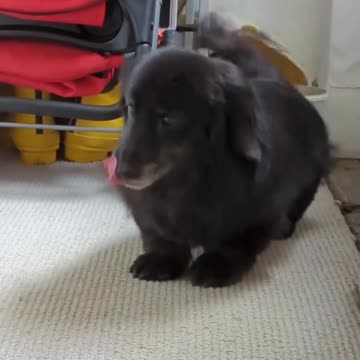 Funny dog and dog videos|Lovely pet videos cut and dog