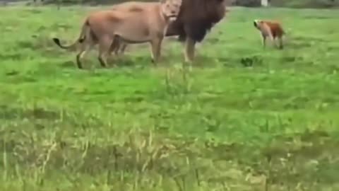 Dog vs Lions