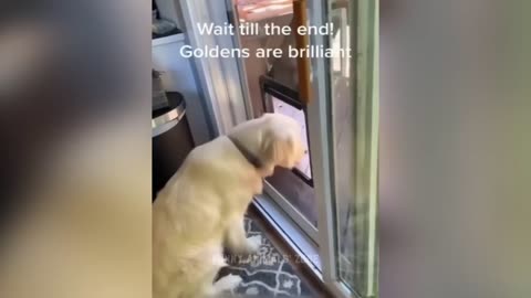 Funniest Animals 2023 😂 Funny Cats and Dogs 🐱🐶 | Funny Animal Videos