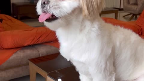 Video of wiki, a cute and lovely dog