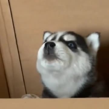 Huskies Calling out his buddies 😂