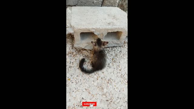 Cute cats | Little cats funny video |