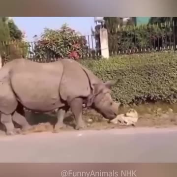 Funniest pets😁😁