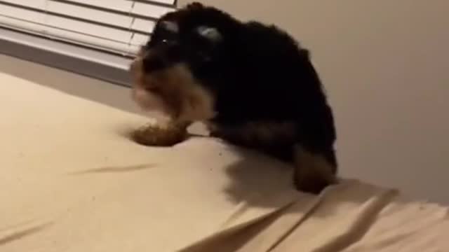 Funny and Cute compilation | Cute compilation. #shorts
