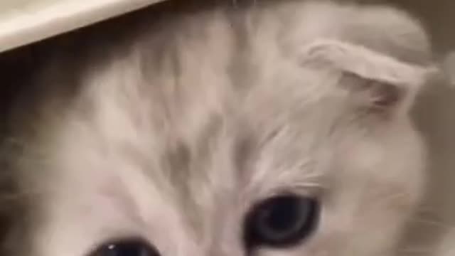 Cute meow is so funny and smart