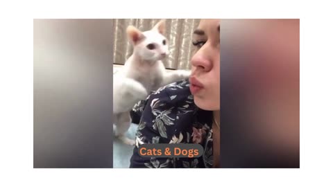 Cats and dogs