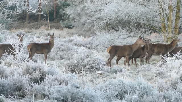 Herd Of Deer