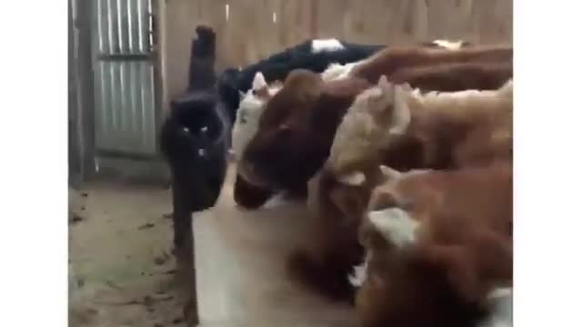 Cat and cow