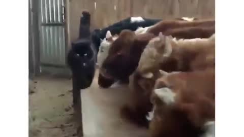 Cat and cow