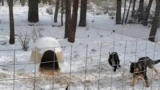 Anya & Willis playing in the snow