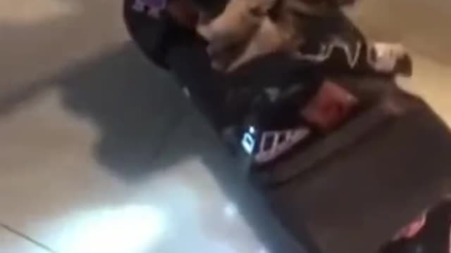 Cat riding on a hoverboard! Funny!