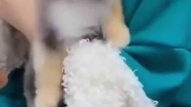 Awesome Funny Pet Animals Videos