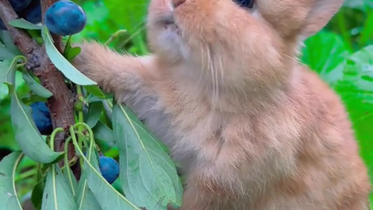 Charming critter heaven