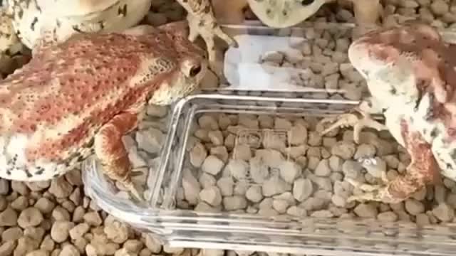 Frogs eating breakfast