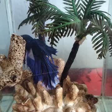 Animals in the mini aquarium