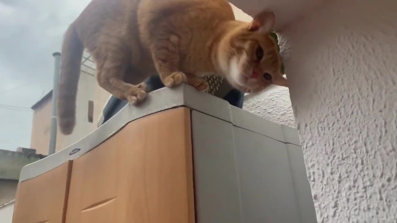 A Day in the Life of a Cat #25