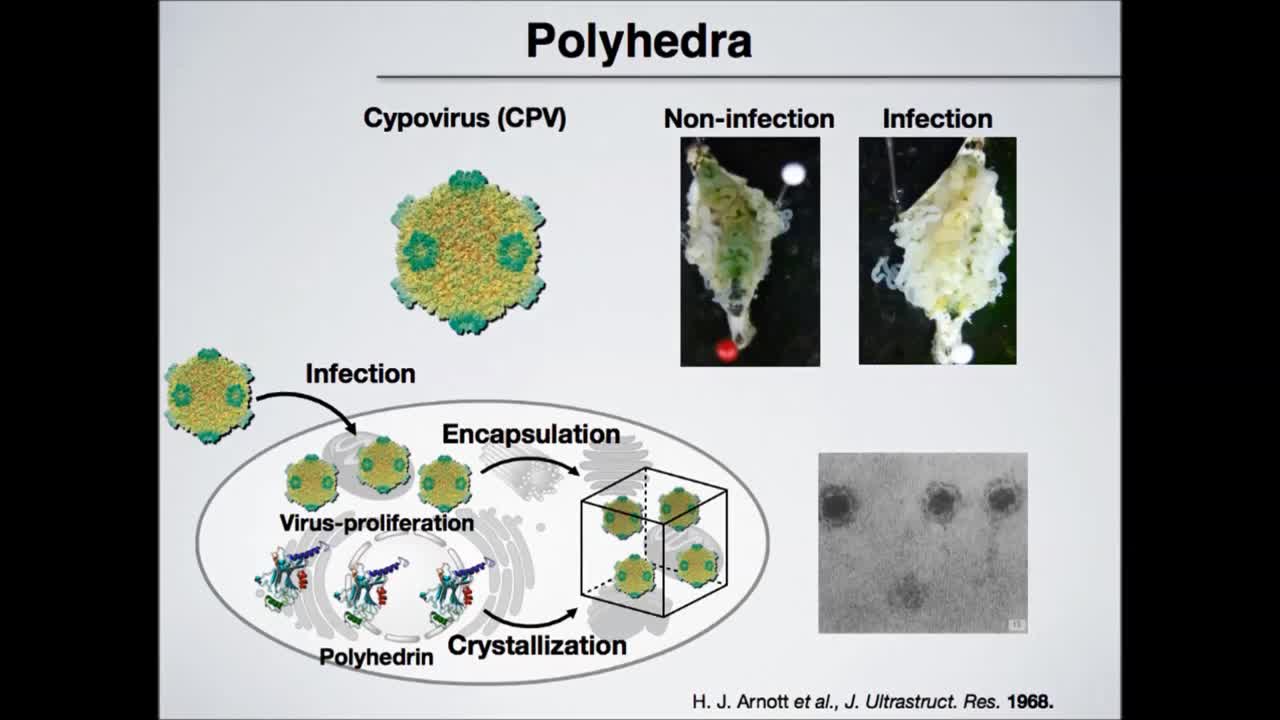 Crystal Engineering of Self-Assembled Porous Protein Materials in Living Cells