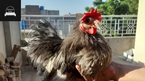 Bentum Chick's (3 days to 6 months Growth)