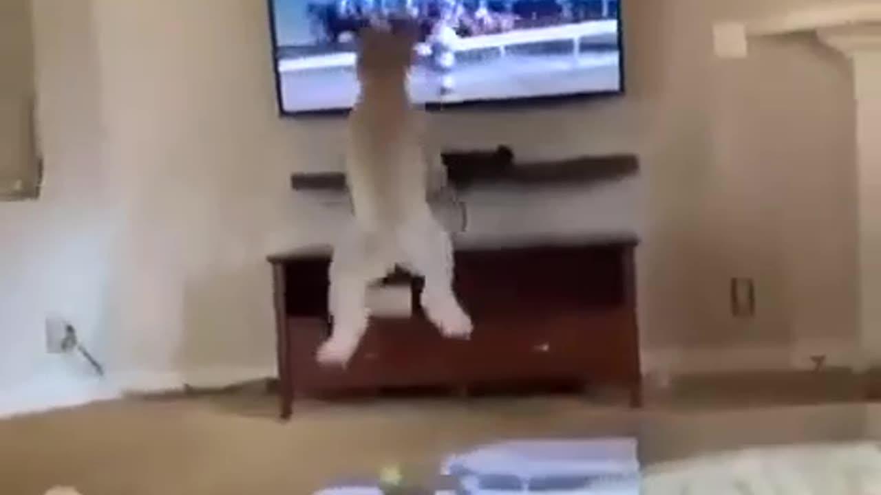 TRY NOT TO LAUGH 😆 Best Funny Videos Compilation 😂😁😆