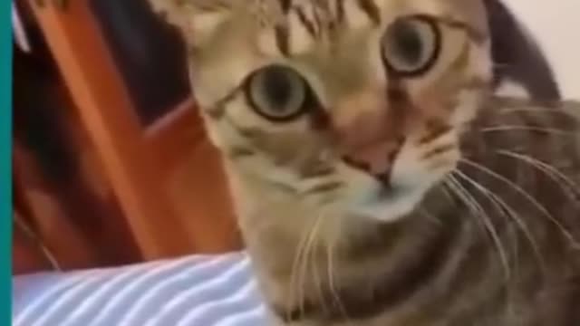 ----Cats and dogs fighting very funny--__ Try not to laugh ___shorts(720P_HD)