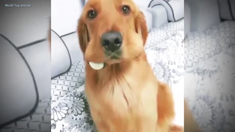 Dog's Funny video
