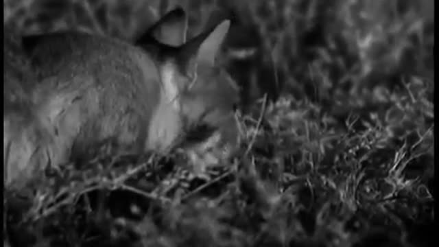 Wild Cat Mother Feeds Cute Kitten | Cats Under the Serengeti Stars | BBC Earth