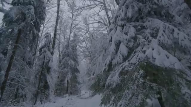 Walking in the snow in a forest