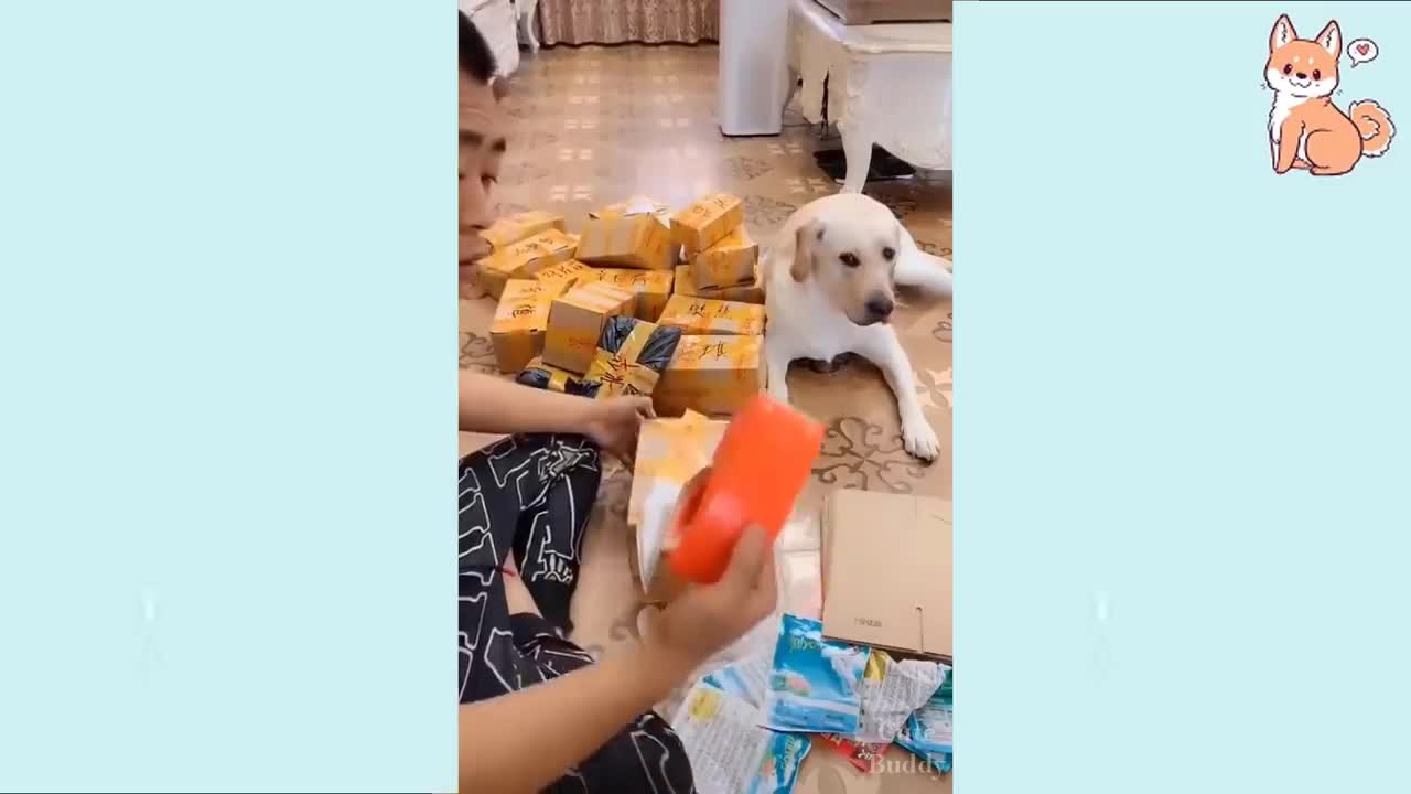 Funny dogs compilation video!