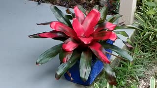 Advanced Bromeliads 28