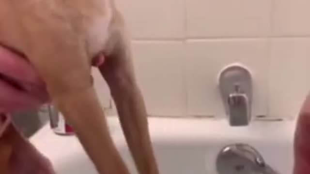 Funniest Cat And Dogs 😂 Funny Animal Videos 2022 #1