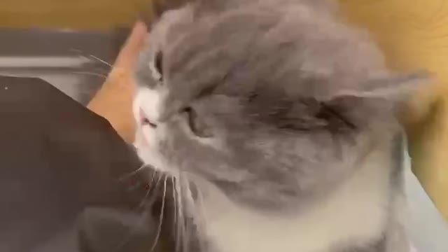 See how this kitten plays with its owner, I love it