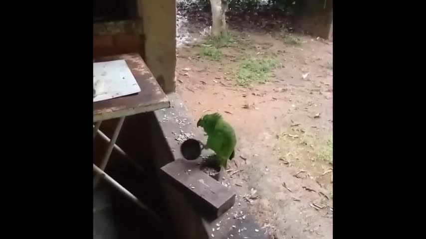 Unbelievable parrot singer and improvised instrument musician.