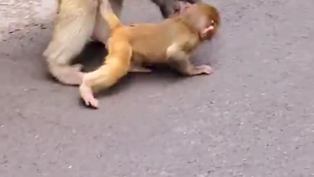 🐒Cute Baby🙉 Monkey🐵