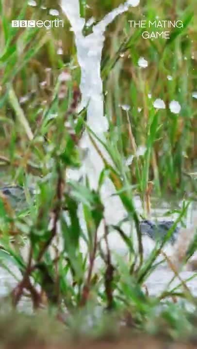 Absolute froggy carnage 🐸