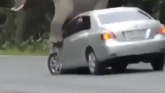 Elephant throws it back on a car