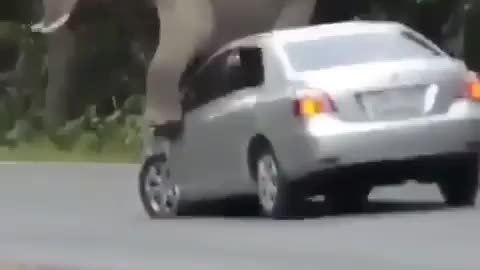 Elephant throws it back on a car