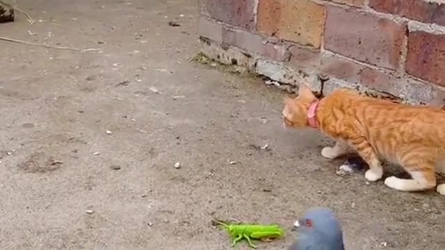 cat and pigeon hide and seek enjoy the video