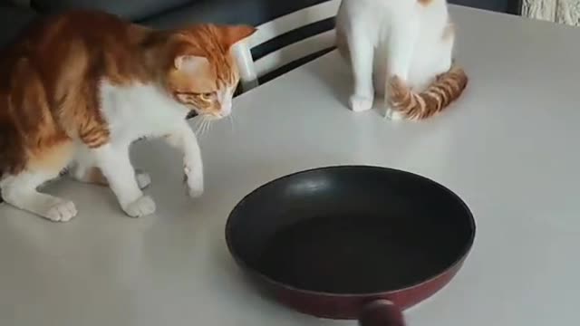 Cute cats play