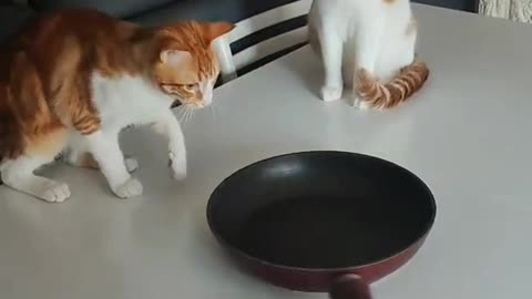 Cute cats play