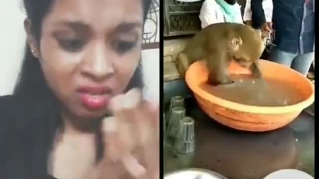 Monkey funny videos 🤣😄🤣🤣😄🤣🤣😄🤣🤣