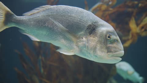 Big white fish in an aquarium