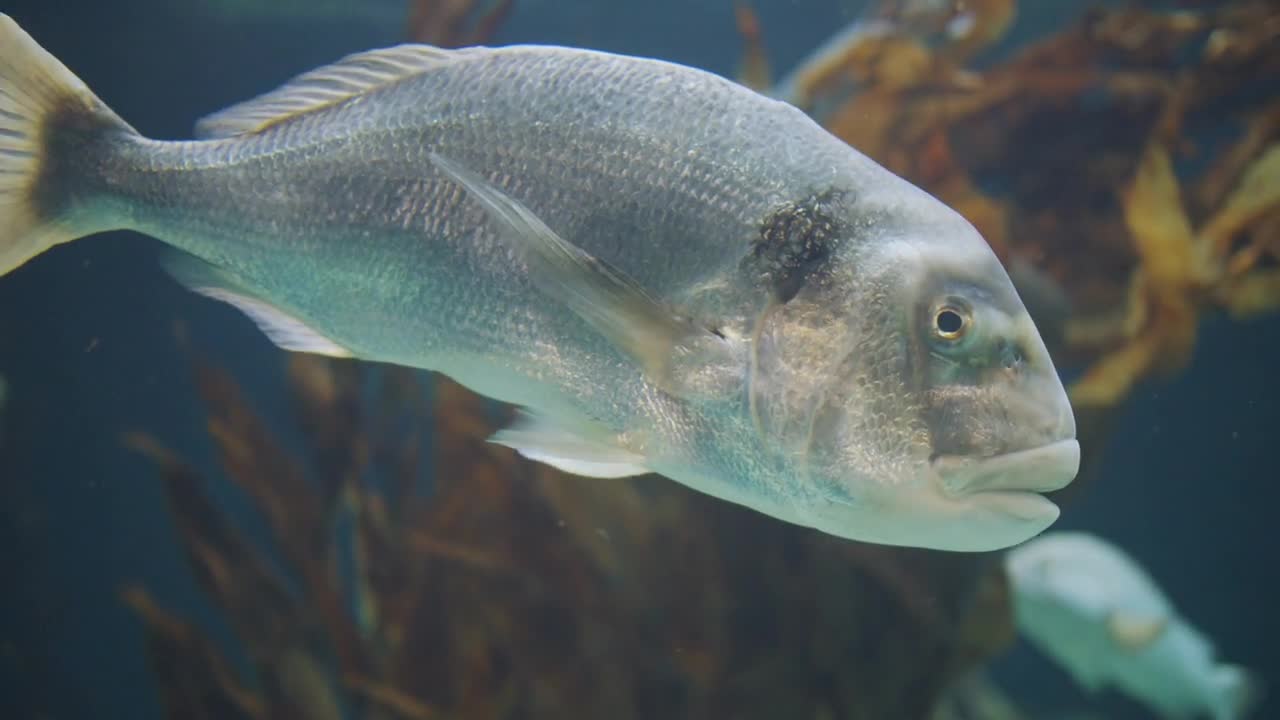 Big white fish in an aquarium