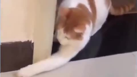 Mast cat and mouse video that will surprise you